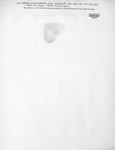 Stilbella image